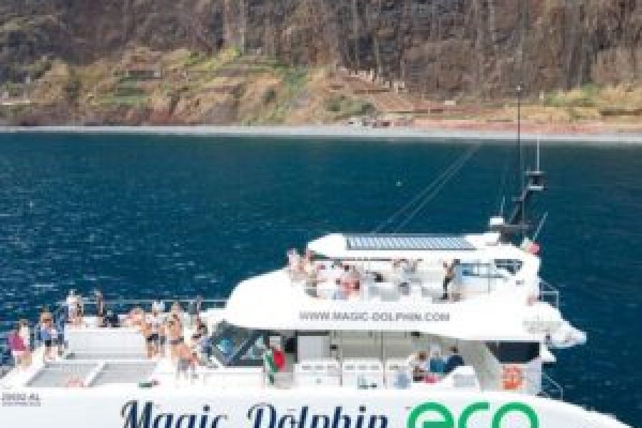 Observation des dauphins